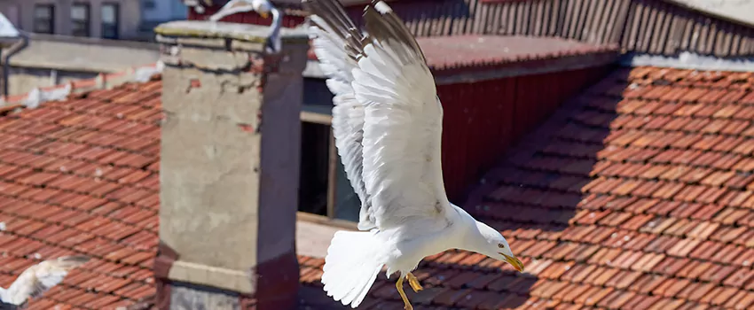 Residential Chimney Animal Removal Solution in Bartlesville, OK